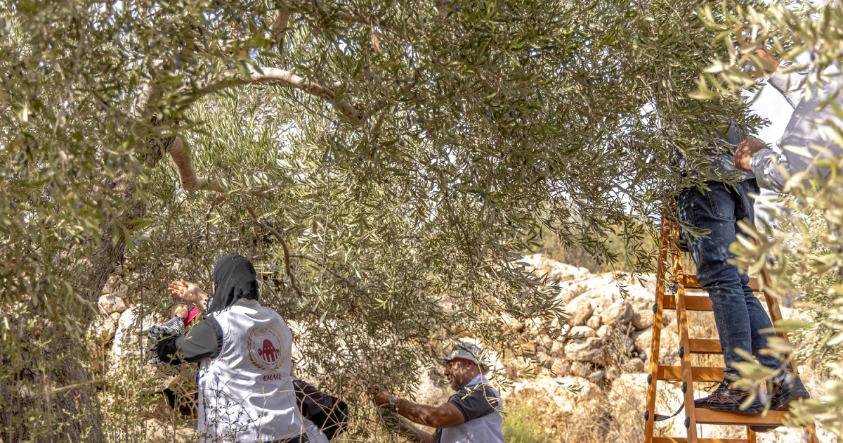 وكالة بيت مال القدس تواصل دعم قاطفي الزيتون ضمن حملة "عونة 2026"